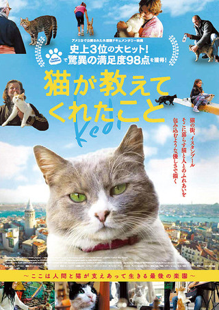 猫が教えてくれたこと